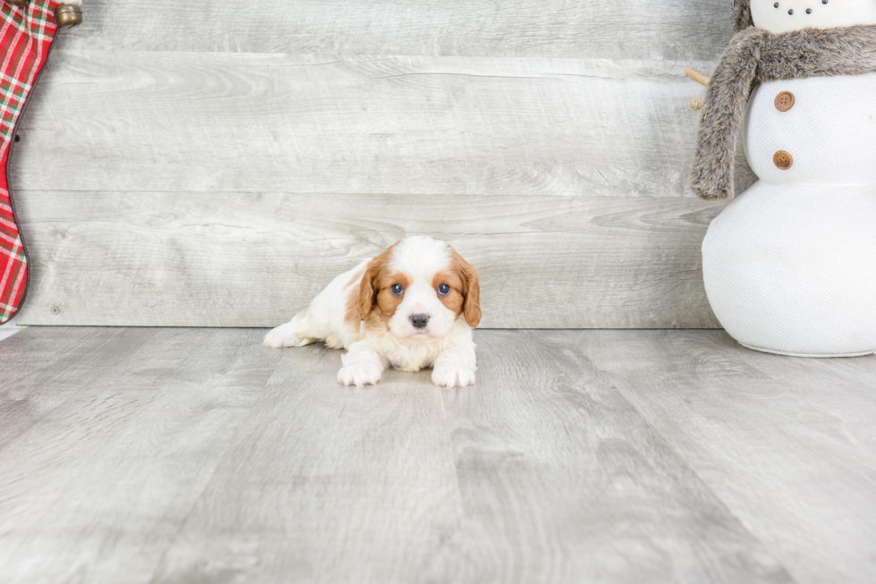 Cavalier King Charles Spaniel Pup Being Cute