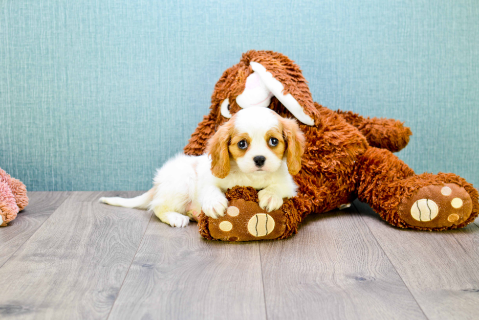 Smart Cavalier King Charles Spaniel Purebred Puppy