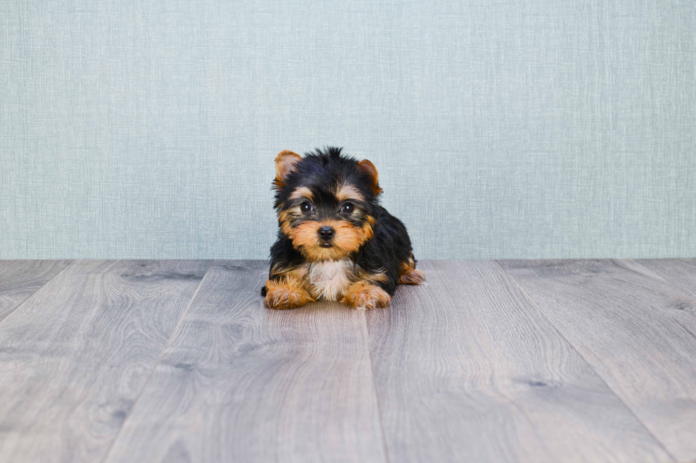 Meet Giselle - our Yorkshire Terrier Puppy Photo 