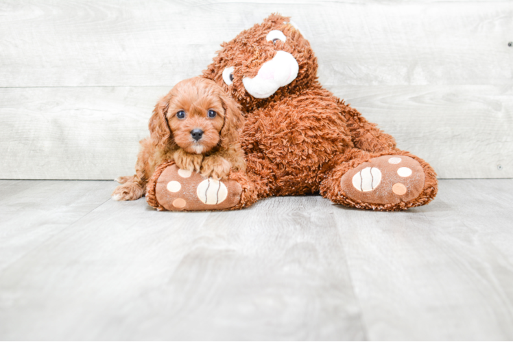 Hypoallergenic Cavoodle Poodle Mix Puppy