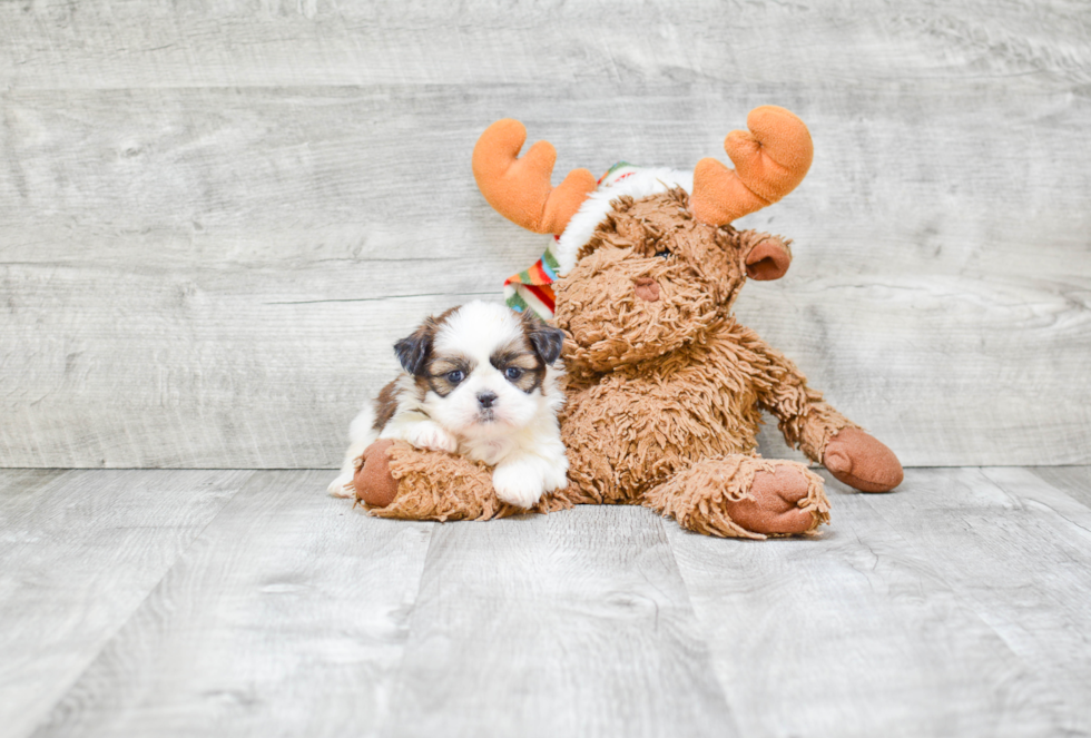 Playful Shichon Designer Puppy