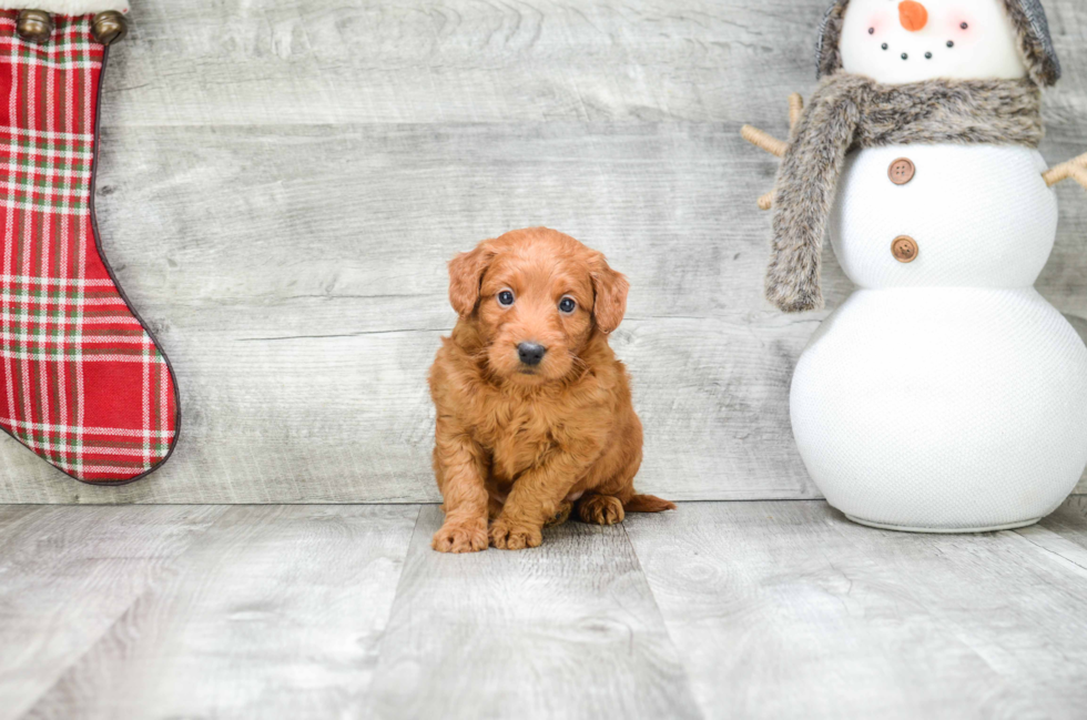 Friendly Mini Goldendoodle Baby