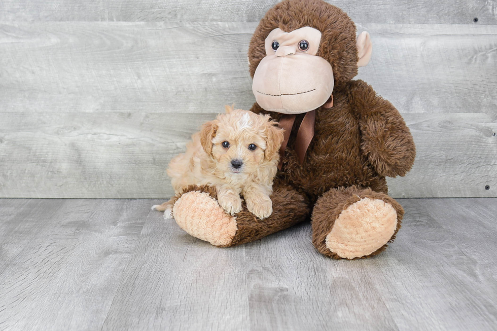 Best Cavapoo Baby