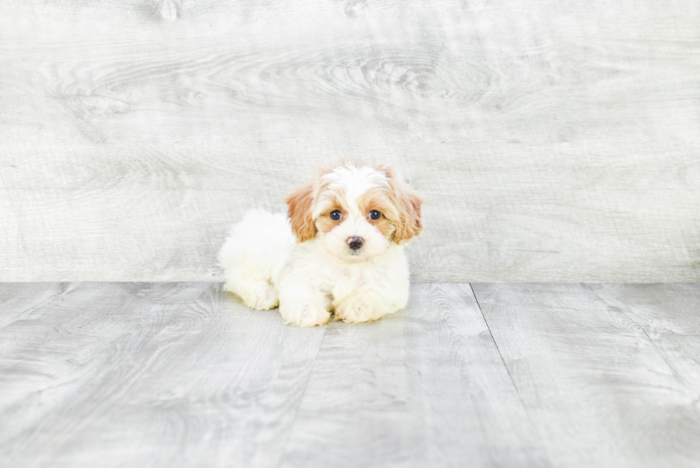 Fluffy Cavapoo Poodle Mix Pup