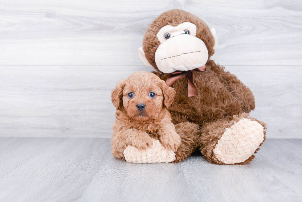 Hypoallergenic Cavoodle Poodle Mix Puppy