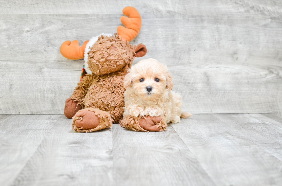 Popular Maltipoo Poodle Mix Pup