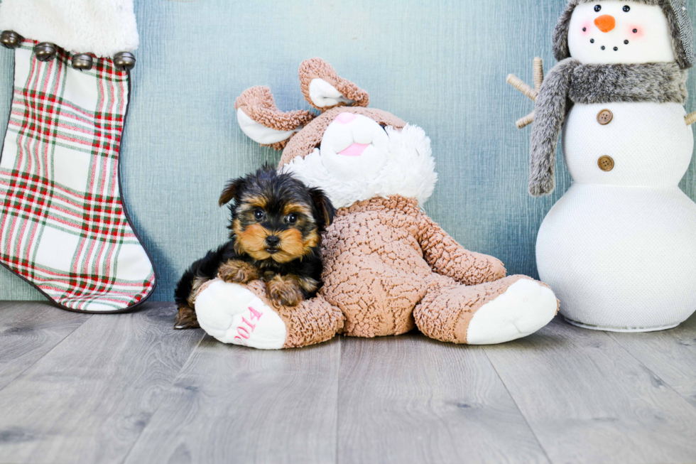 Meet Capone - our Yorkshire Terrier Puppy Photo 