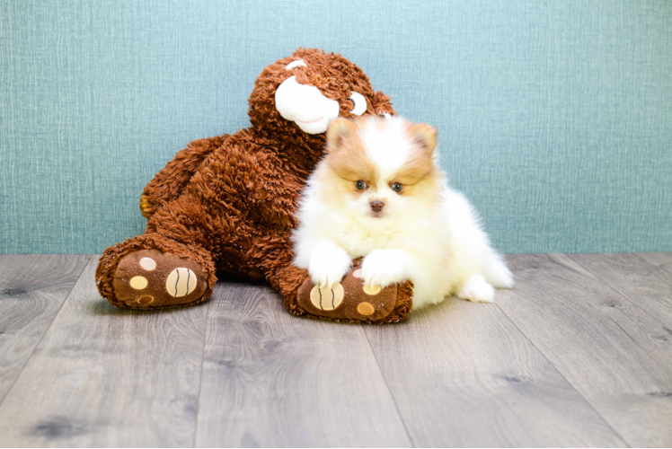 Small Pomeranian Baby