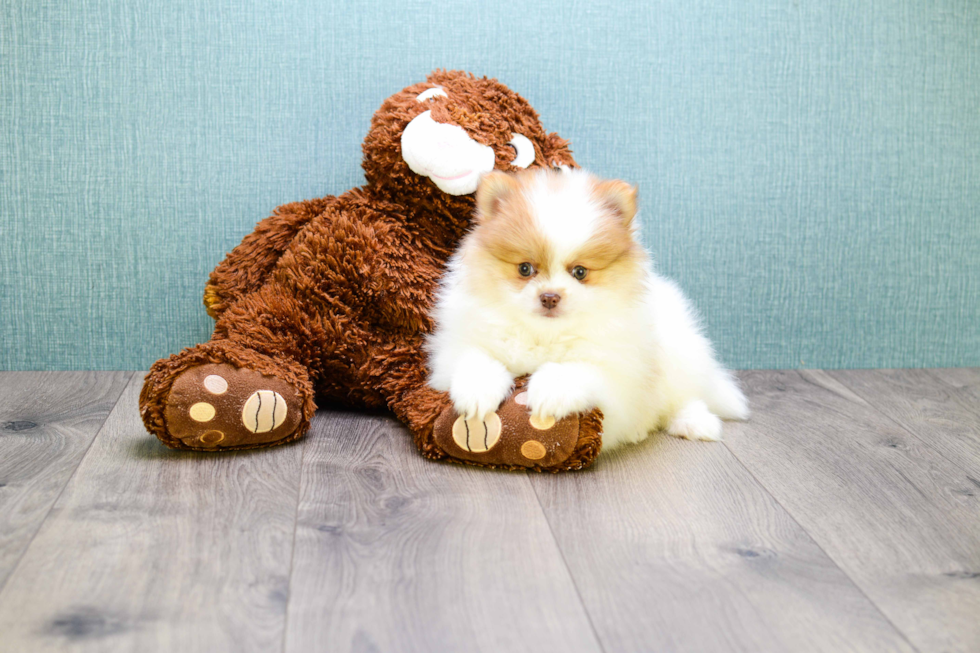Small Pomeranian Baby
