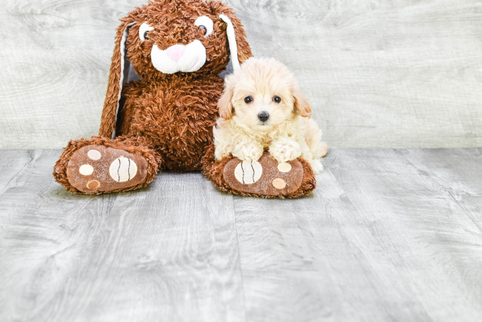 Cute Maltipoo Baby