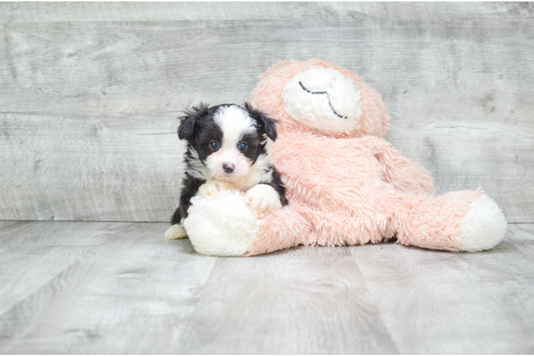 Petite Mini Aussiedoodle Poodle Mix Pup