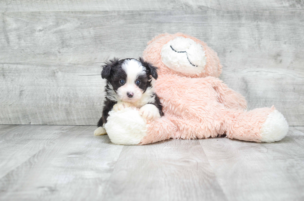 Petite Mini Aussiedoodle Poodle Mix Pup