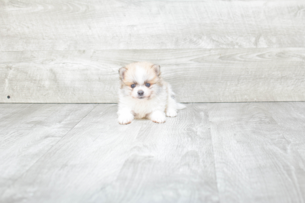 Fluffy Pomeranian Purebred Puppy