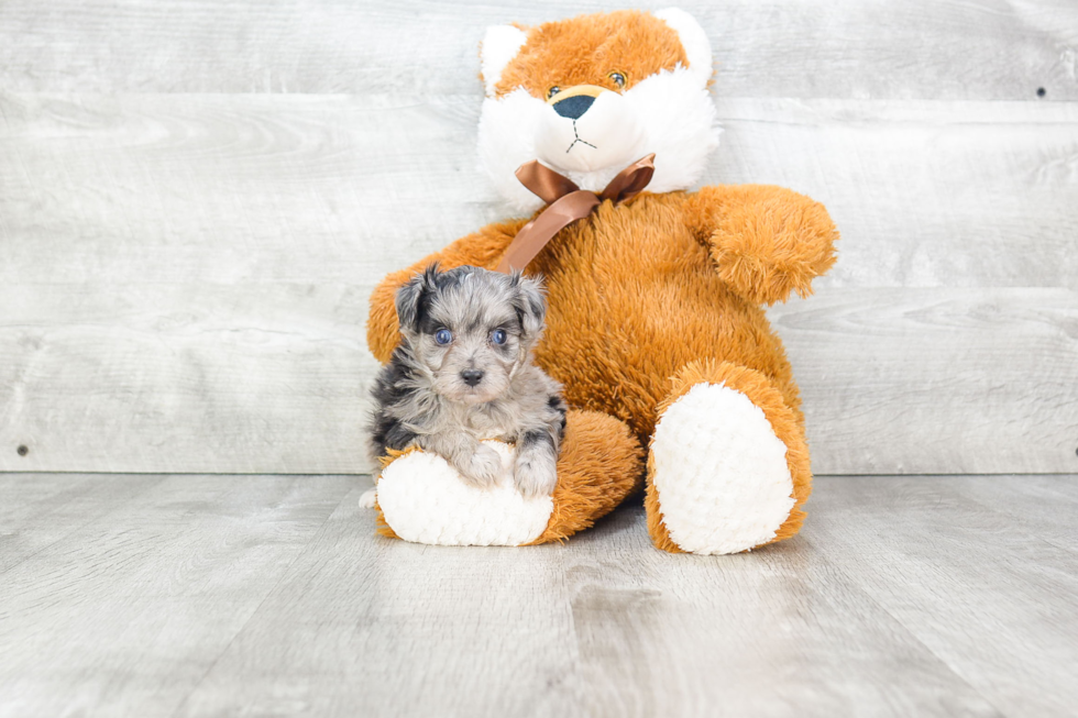 Smart Mini Aussiedoodle Poodle Mix Pup