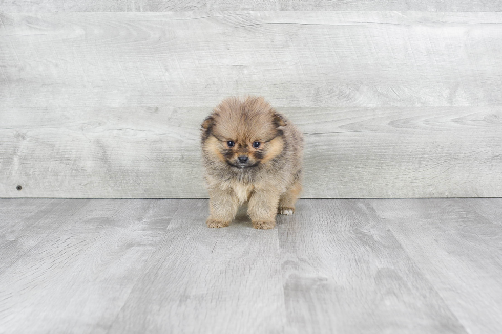 Petite Pomeranian Purebred Puppy