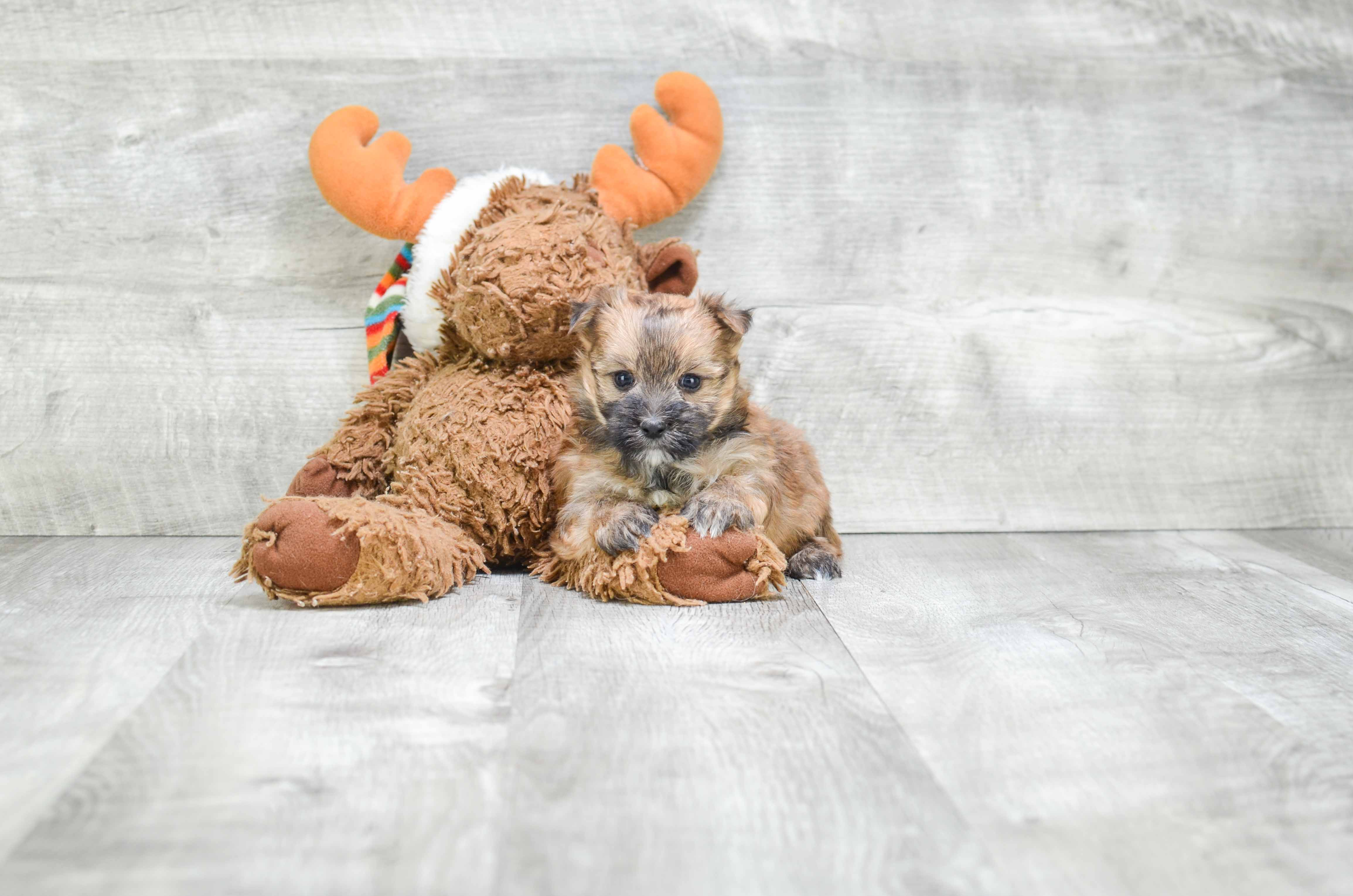 Energetic Yorkie Designer Puppy