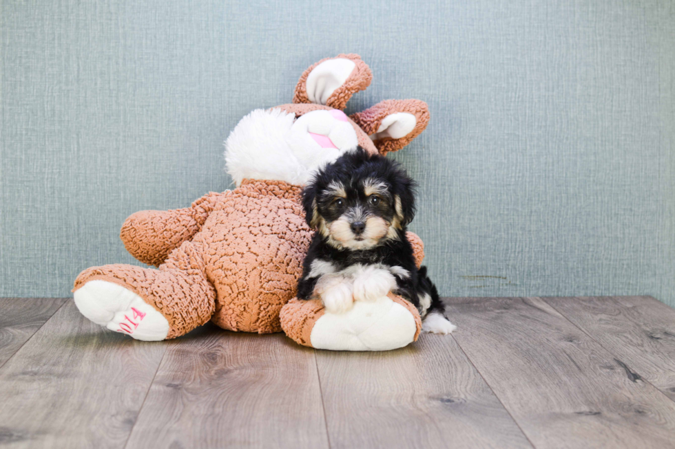 Morkie Puppy for Adoption