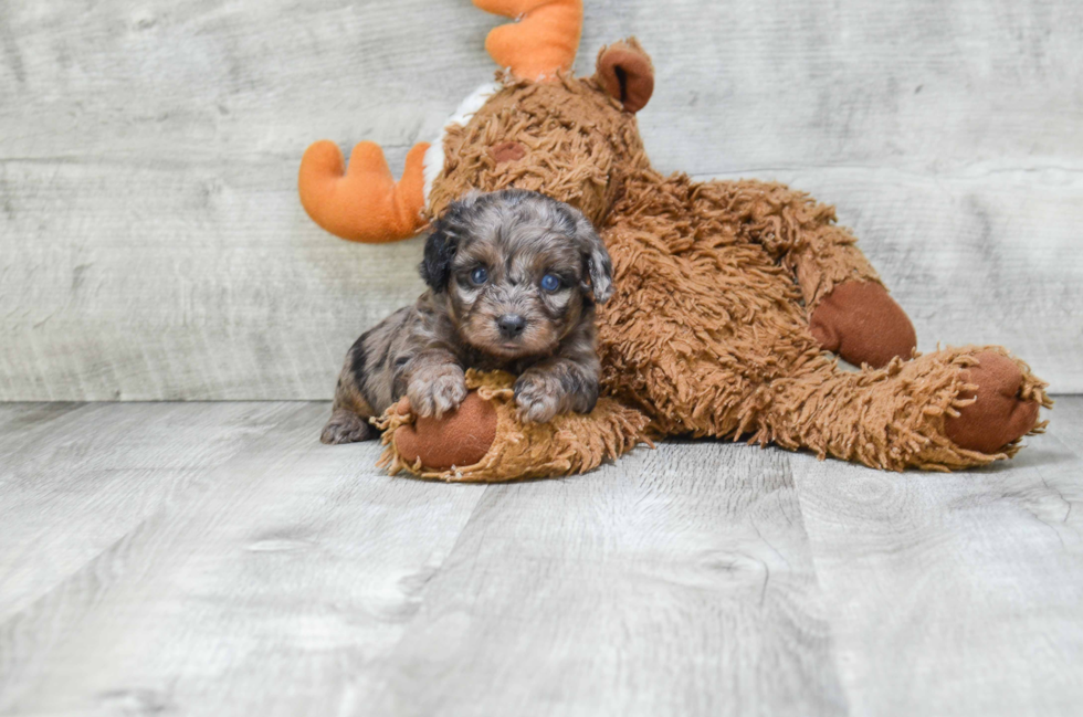 Friendly Mini Aussiedoodle Baby