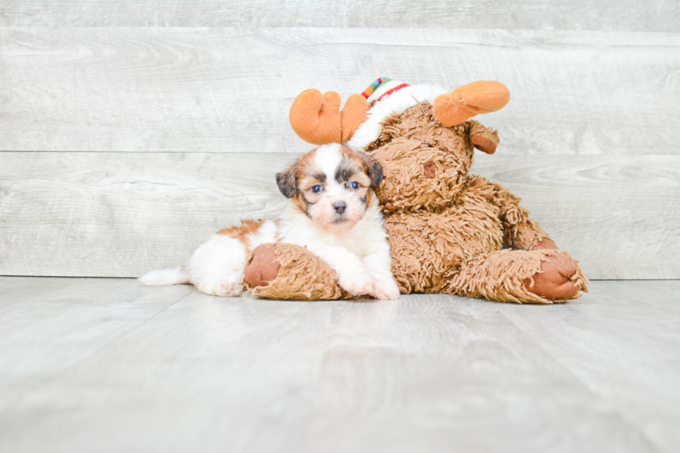 Smart Teddy Bear Designer Pup