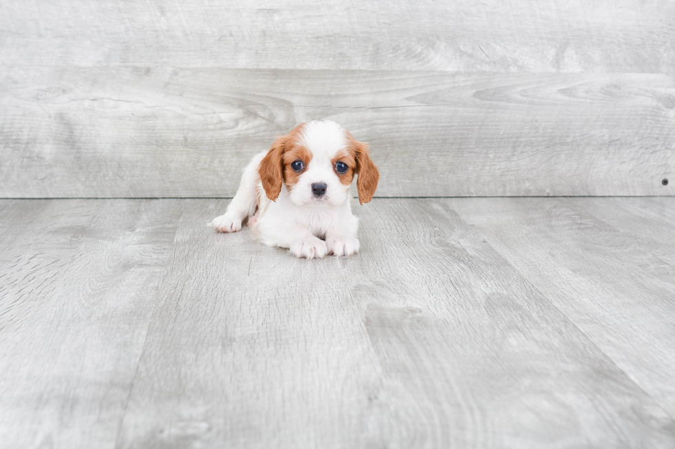 Playful Cavalier King Charles Spaniel Purebred Pup