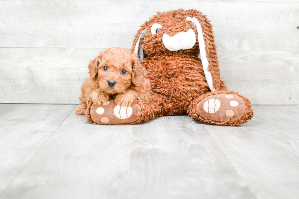 Playful Cavoodle Poodle Mix Puppy