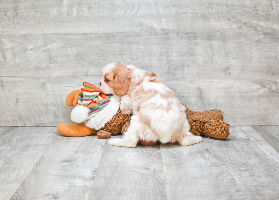 Cavalier King Charles Spaniel Pup Being Cute