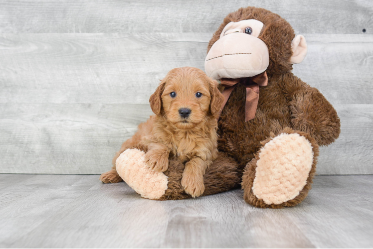 Friendly Mini Goldendoodle Baby