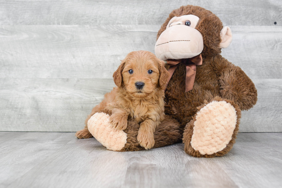 Friendly Mini Goldendoodle Baby