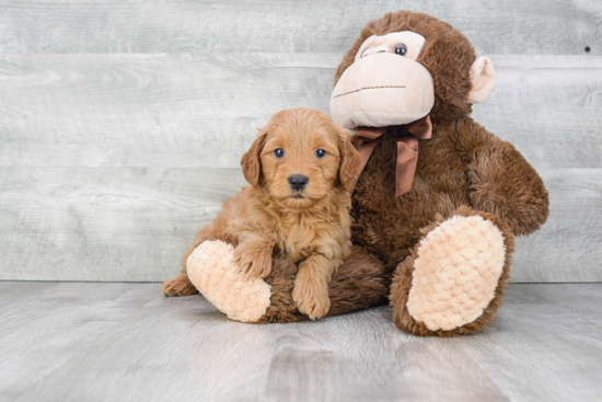 Friendly Mini Goldendoodle Baby