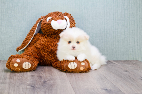 Sweet Pomeranian Purebred Puppy