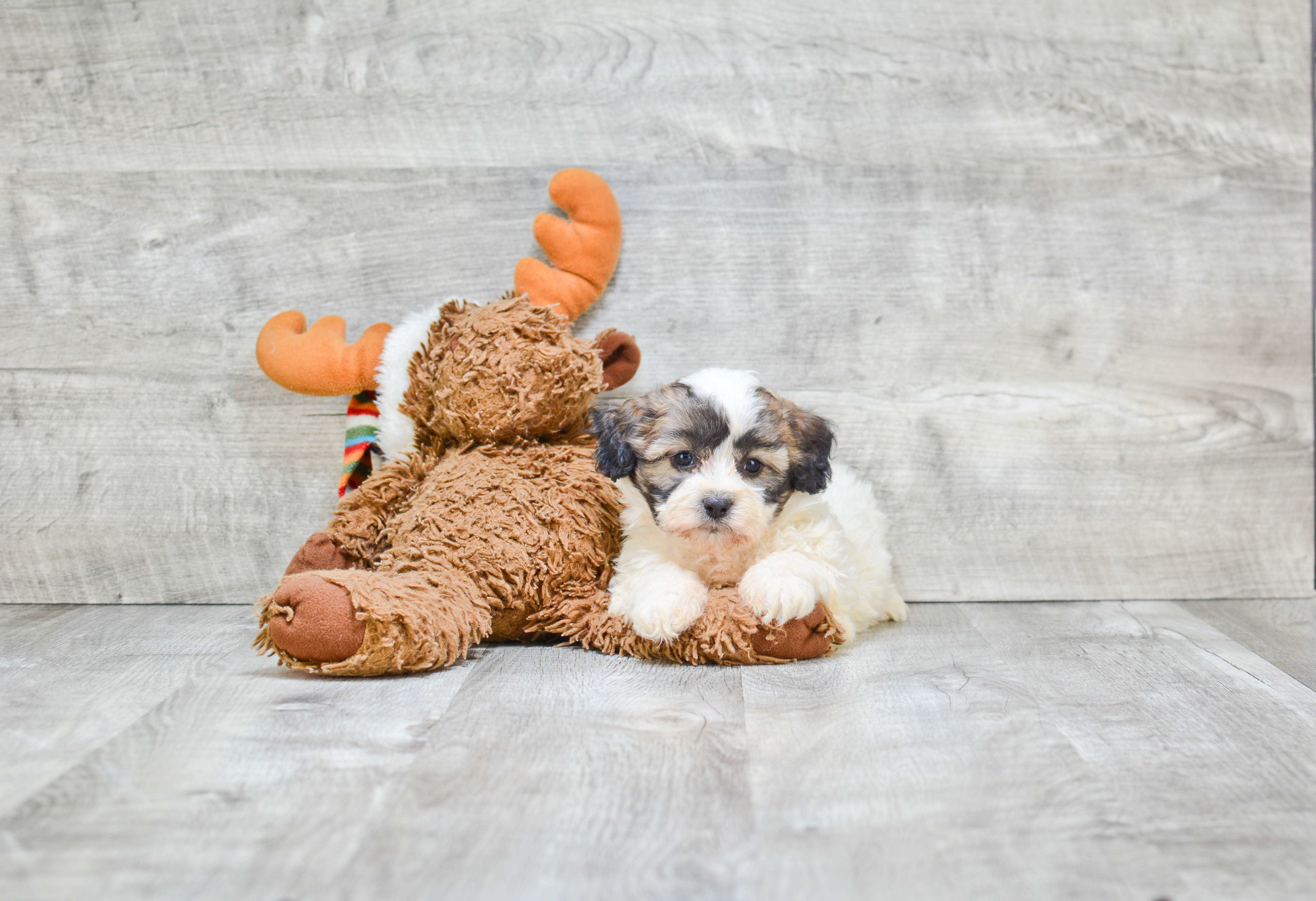 Popular Teddy Bear Designer Pup
