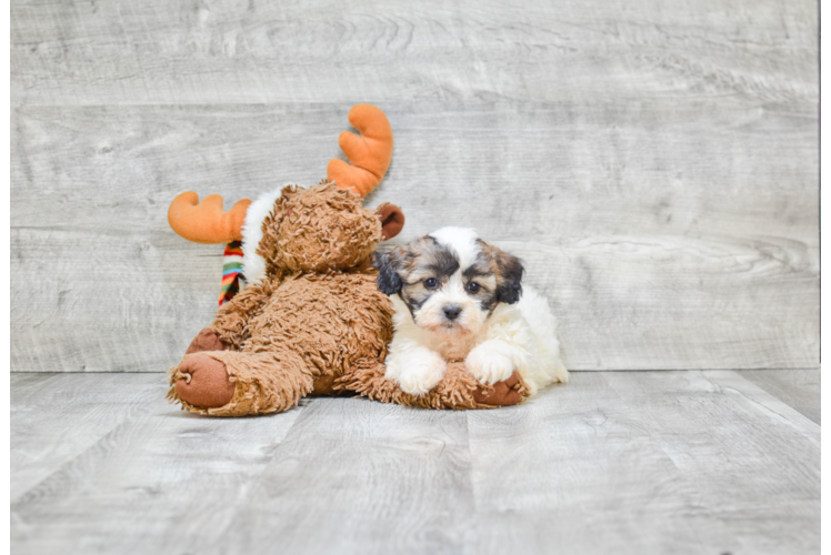 Popular Teddy Bear Designer Pup