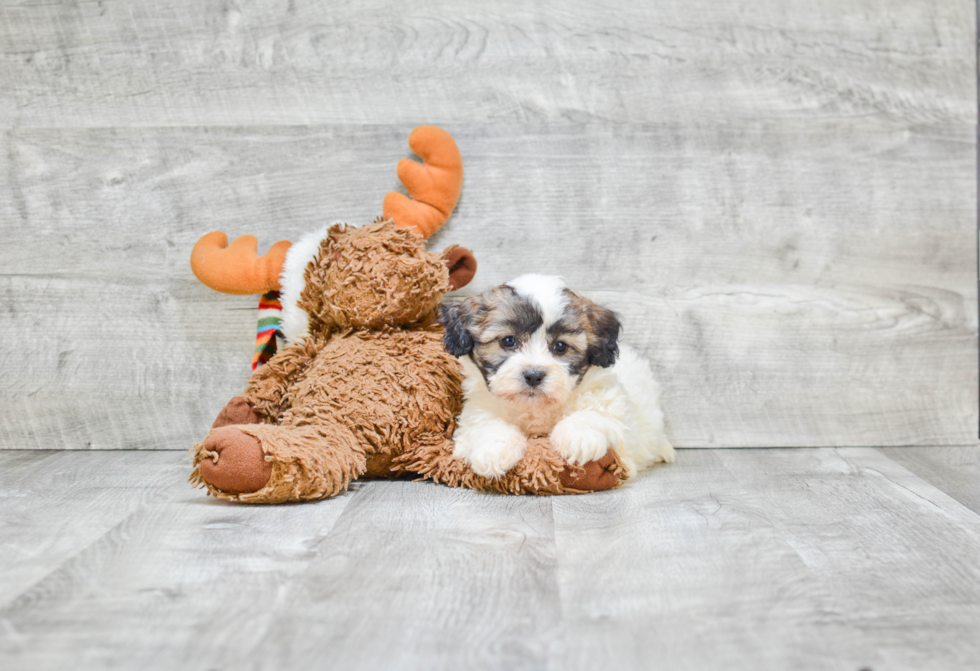 Popular Teddy Bear Designer Pup