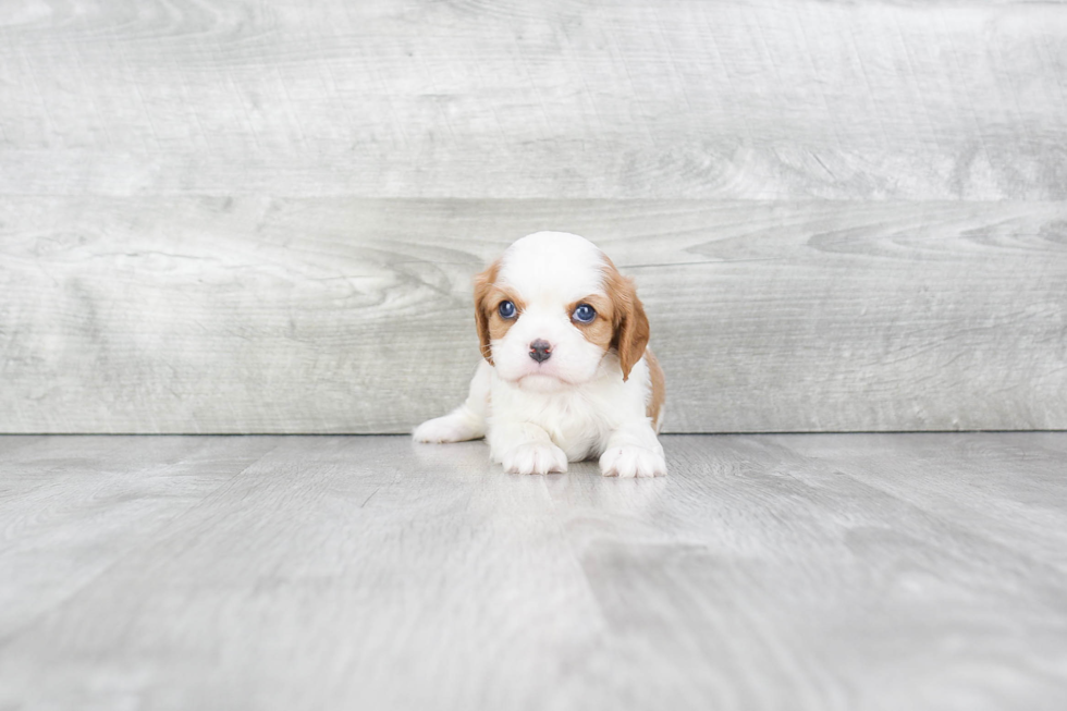 Small Cavalier King Charles Spaniel Baby