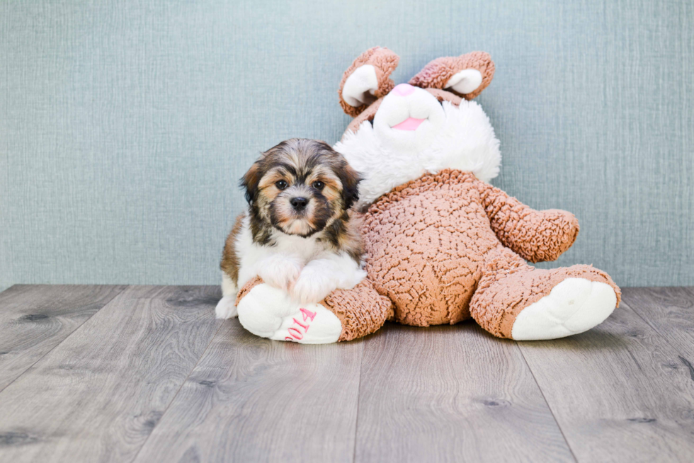 Fluffy Teddy Bear Designer Pup