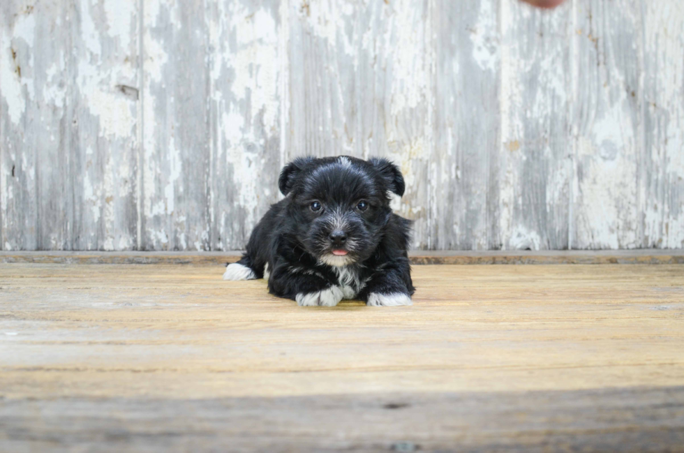 Morkie Puppy for Adoption