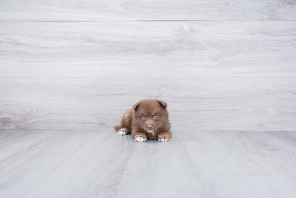 Pomsky Pup Being Cute