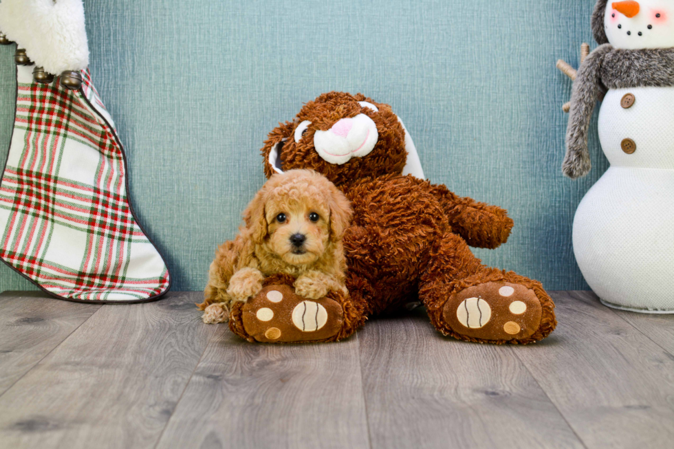 Energetic Cavoodle Poodle Mix Puppy