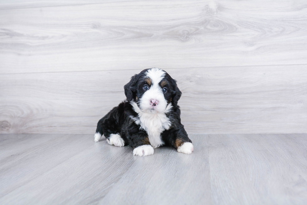 Cute Mini Bernedoodle Baby