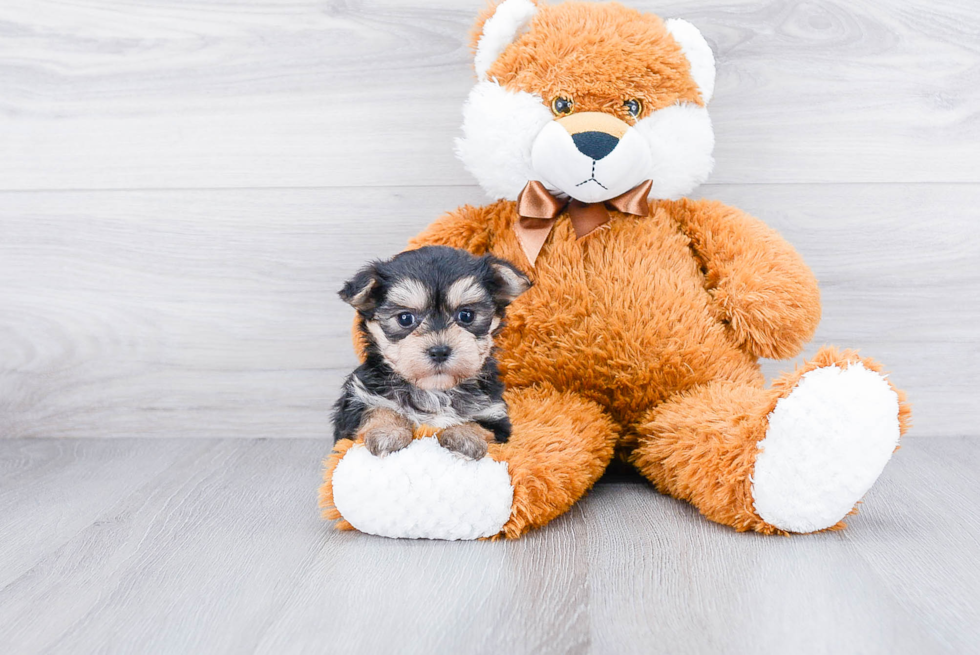 Hypoallergenic Yorkie Designer Puppy