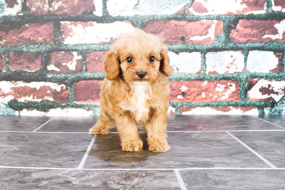 Cavapoo Pup Being Cute