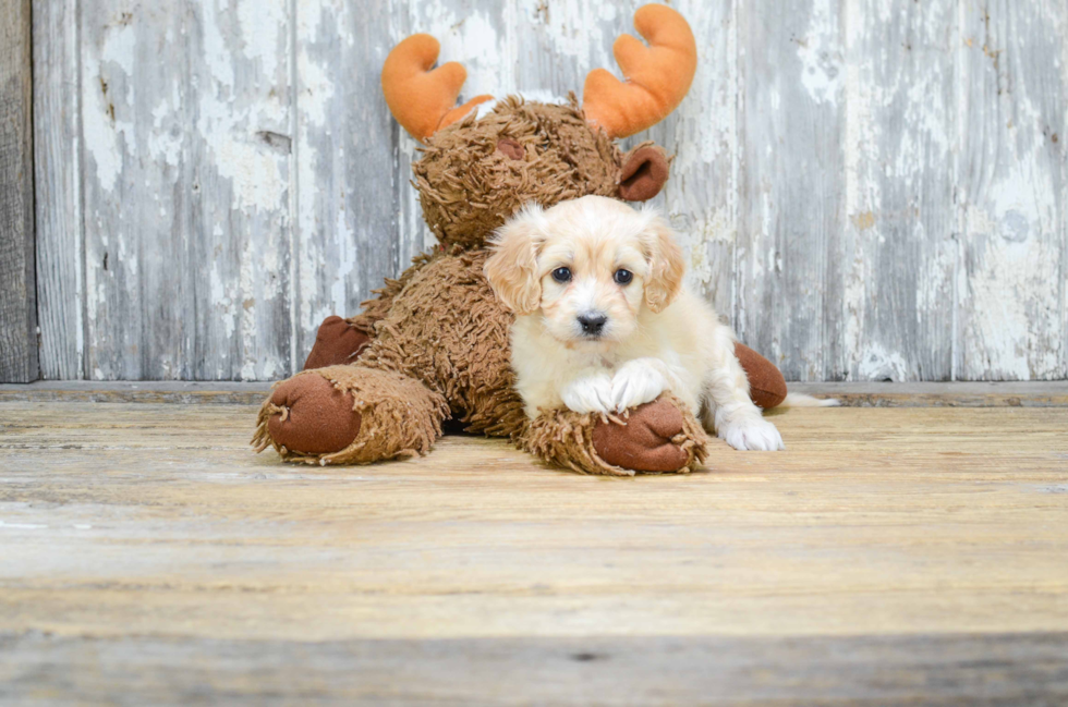 Cavapoo Puppy for Adoption