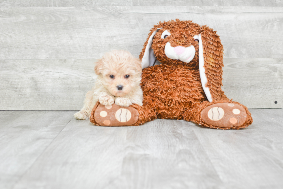 Popular Maltipoo Poodle Mix Pup