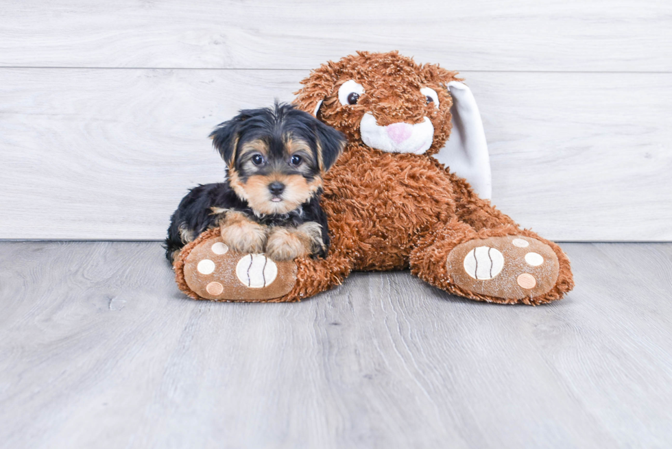 Meet Avery - our Yorkshire Terrier Puppy Photo 