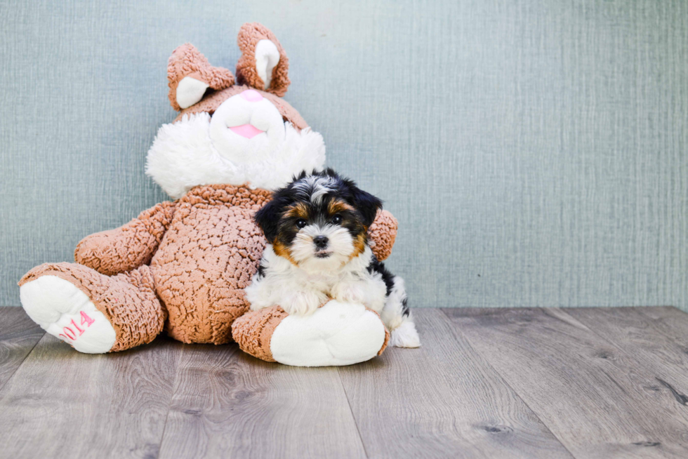 Meet Beyonce - our Yorkshire Terrier Puppy Photo 