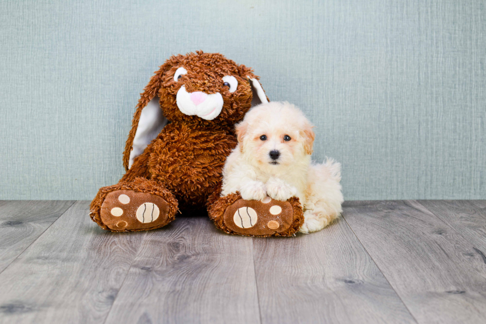 Fluffy Maltipoo Poodle Mix Pup