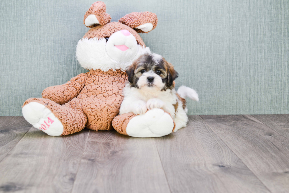 Teddy Bear Pup Being Cute