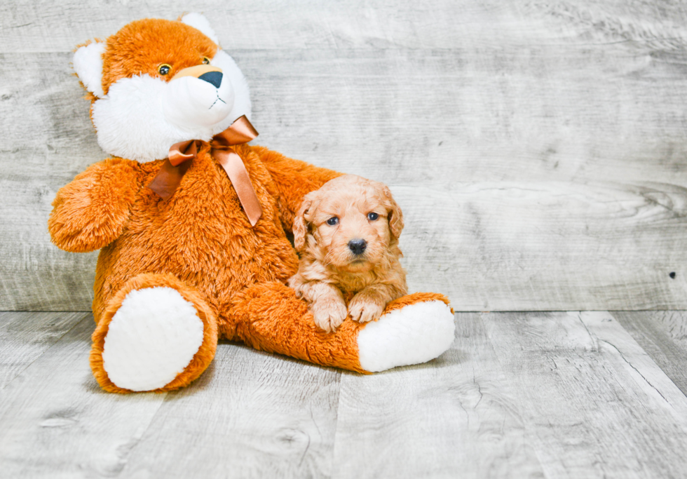 Mini Goldendoodle Pup Being Cute