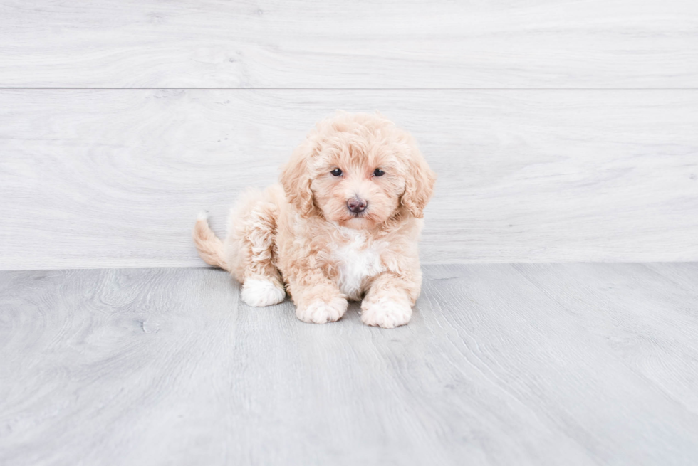 Small Mini Goldendoodle Baby