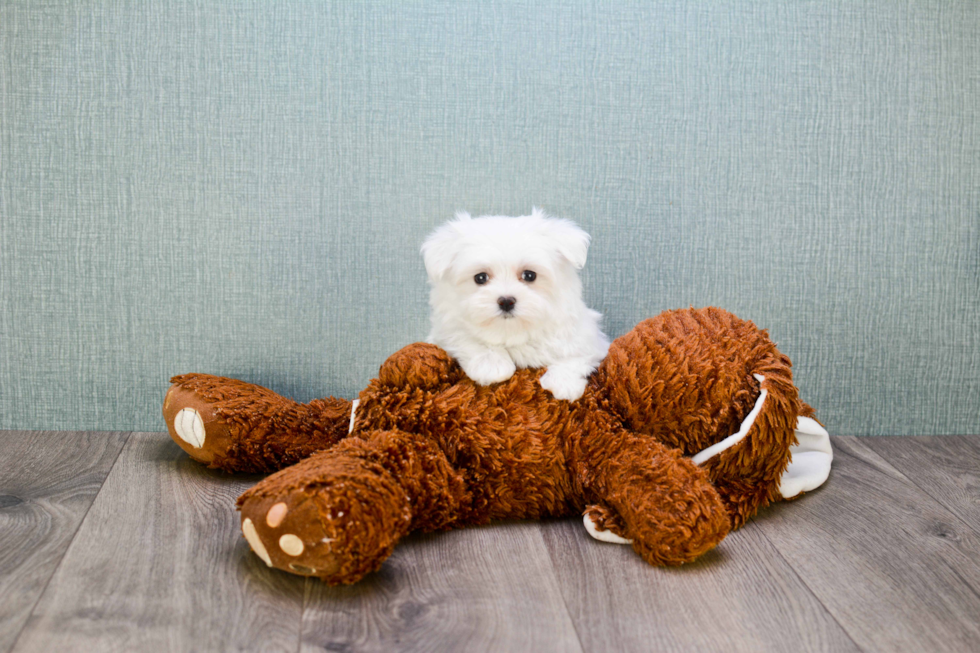 Smart Maltese Purebred Puppy